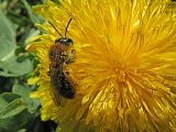 Wildbiene auf Löwenzahn